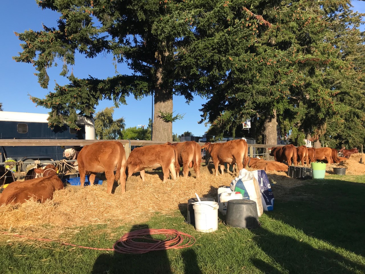 Upper Clutha A&P Show. 2019 South Devon Cattle Society of New Zealand