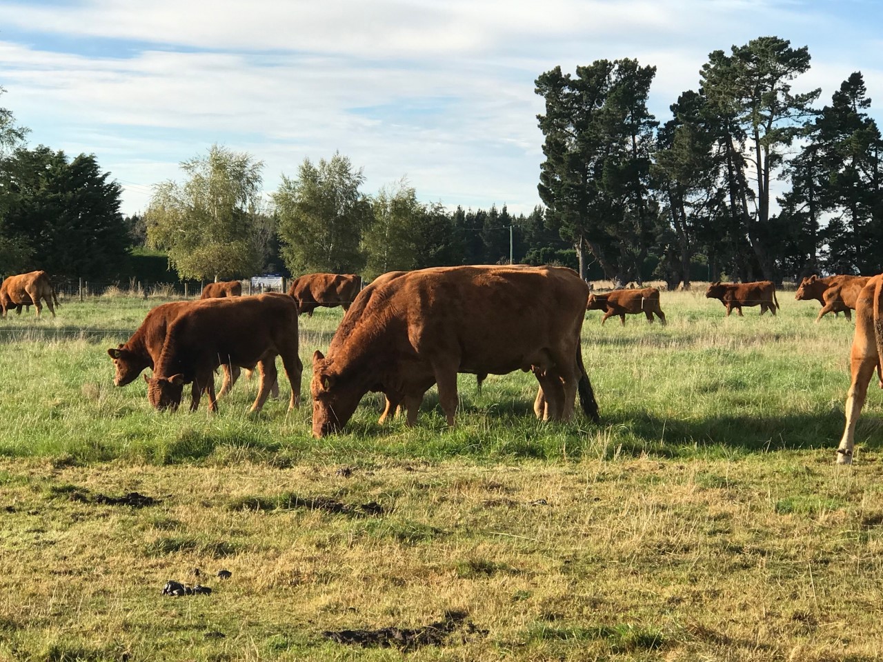 2019 AGM and Herd Tour South Devon Cattle Society of New Zealand