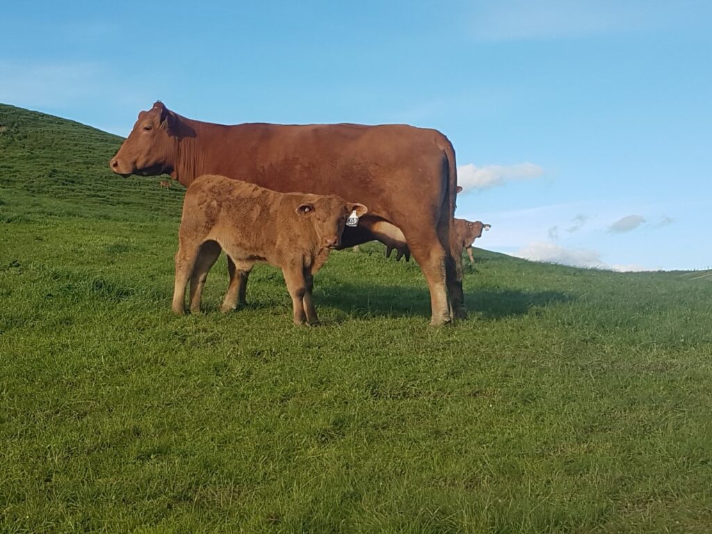 Cows South Devon Cattle Society of New Zealand