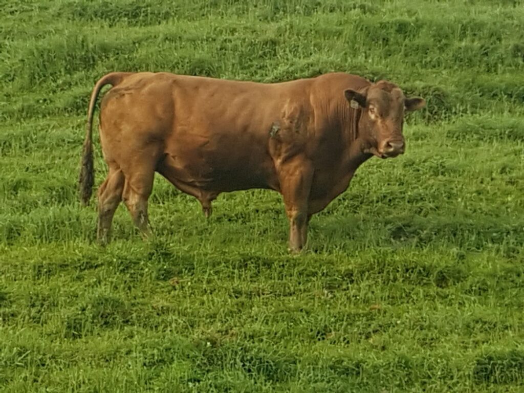 Bull Gallery South Devon Cattle Society of New Zealand