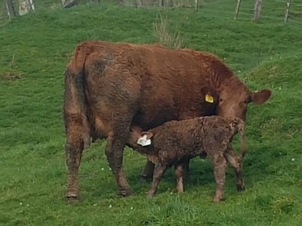 Cows South Devon Cattle Society of New Zealand